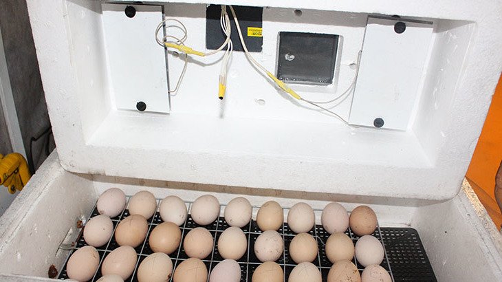 Куры несушки инкубаторы. Инкубатор Несушка би-1 би-2. Инкубация яиц в инкубаторе Несушка. Закладка гусиных яиц в инкубатор Несушка би 2. Инкубация куриных яиц Несушка би 2 104 яйца.