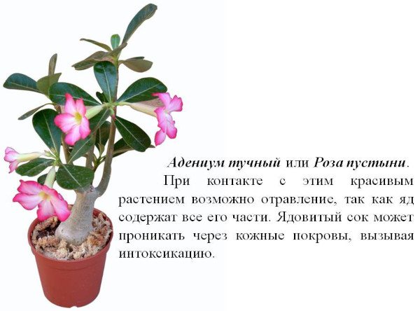 Адениум Фото Цветов Комнатных