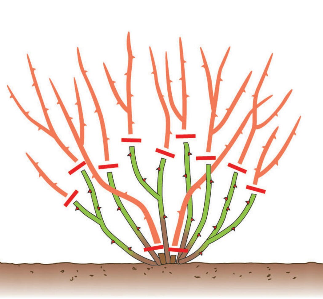Как подрезать розы весной. Обрезка розы шраб весной. Обрезка чайно-гибридных роз весной. Формирование плетистой розы.